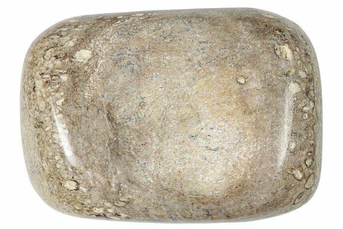 Polished Dinosaur Bone (Gembone) - Morocco #250095